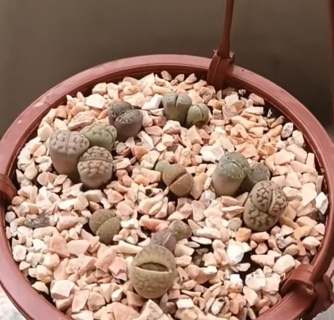 ไลทอปคละสายพันธุ์ Lithops ขนาด 1.3-1.6 เซนติเมตร 3