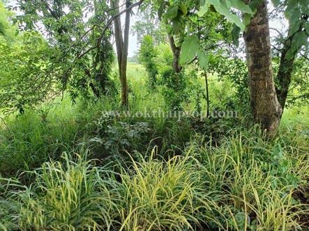 ที่ดินติดถนน ต.นาวังหิน อ.พนัสนิคม จ.ชลบุรี 5