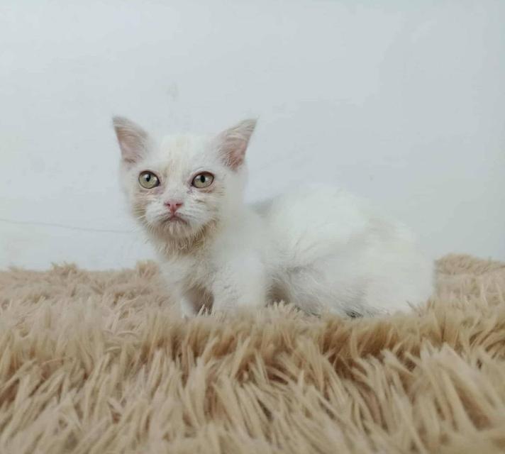 5.แมวมันช์กิ้น/เพศเมีย หาบ้าน Munchkin Cat/Female looking for a new home 2