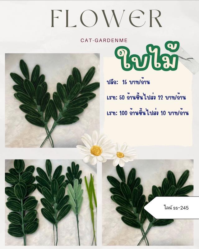 ใบไม้กำมะหยี่ ปลีก-ส่ง