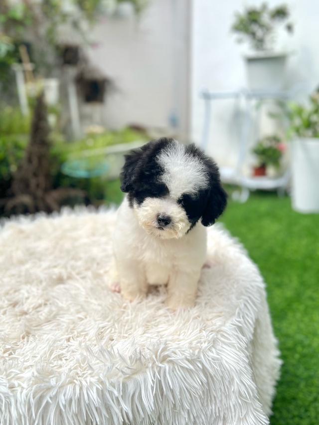 น้องคุกกี้ พุดเดิล ทีคัพ เพศหญิง