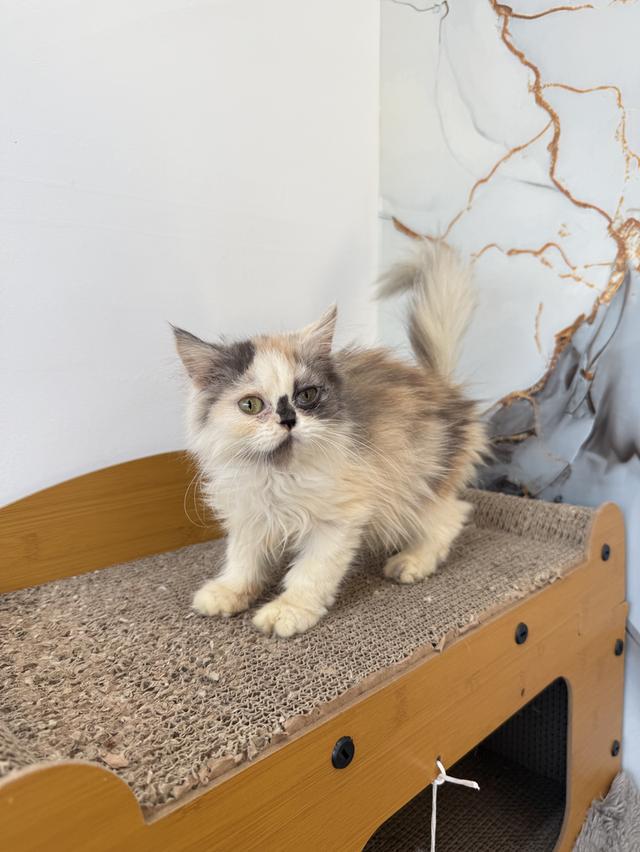 ลูกแมวพันธุ์เปอร์เซีย