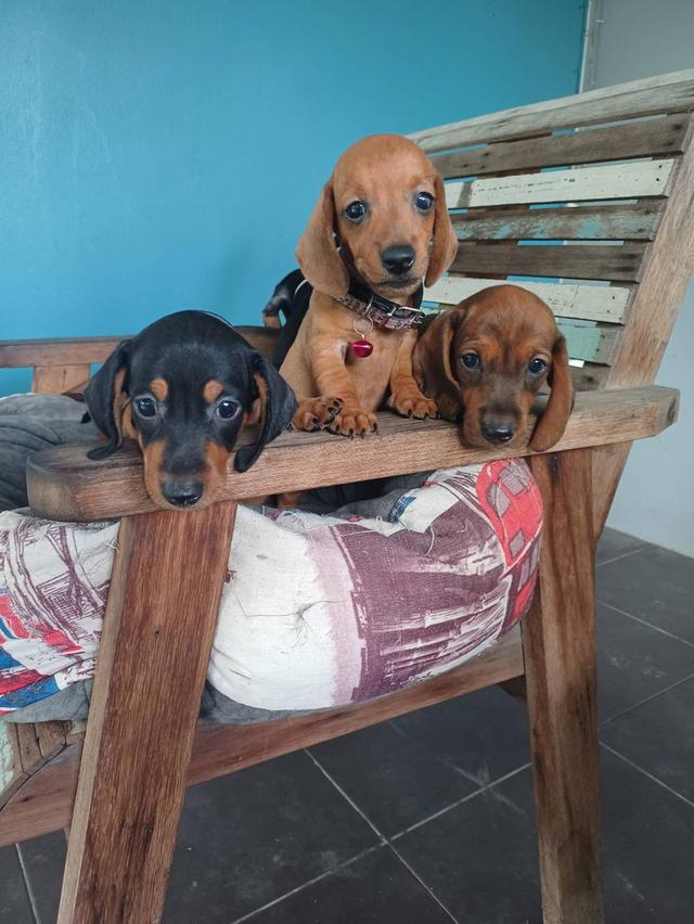Dachshund puppies 2 months old 3
