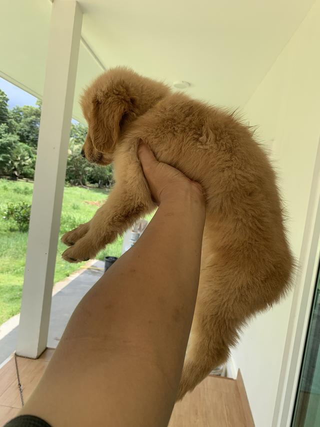 น้องโกลเด้น 5