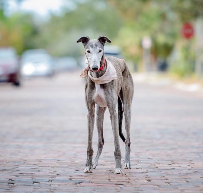 หาบ้านให้น้องหมาสุดน่ารัก Greyhound