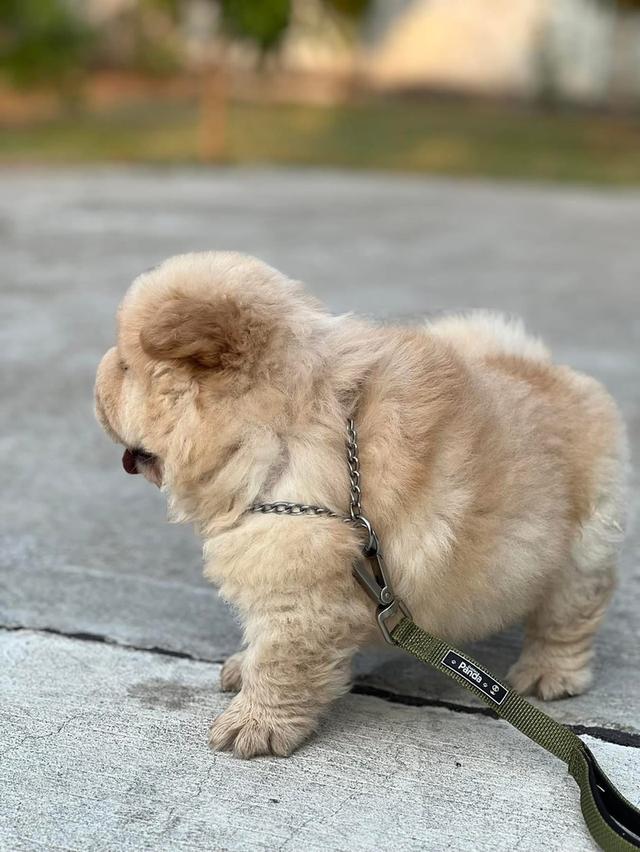 ลูก Chow Chow เด็กชาย 5