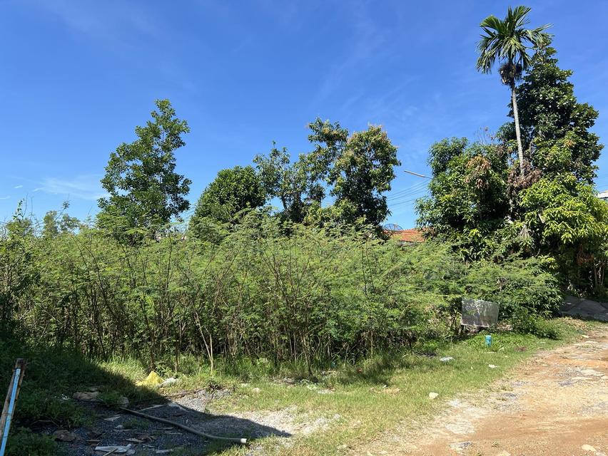 ที่ดิน 47ตารางวา บ้านพรุ หาดใหญ่ 2