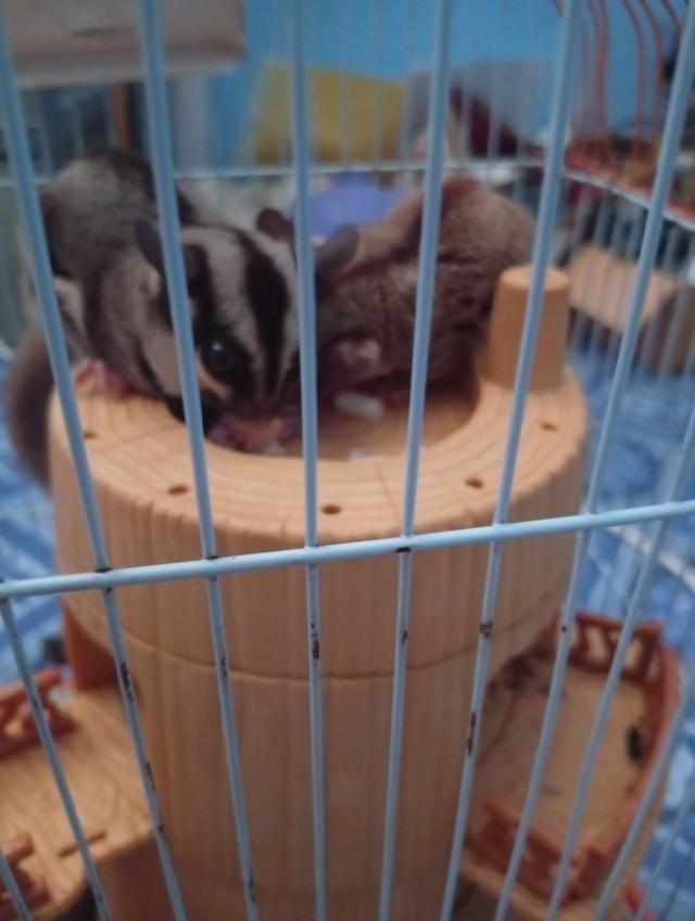 ซูการ์ไกรเเอร์ แคระตัวเล็กไม่โตแล้ว🫟 no I'm out