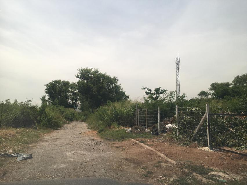 ขายที่ดินเมืองใหม่ พระยาสัจจา ในเมืองชลบุรี เนื้อที่ 200ตรว. 20x40m หลังร้านจิ๊บซีฟู้ด หลังร้านอาหารโอชิเน ตำบลเสม็ด อำเภอเมืองชลบุรี 5