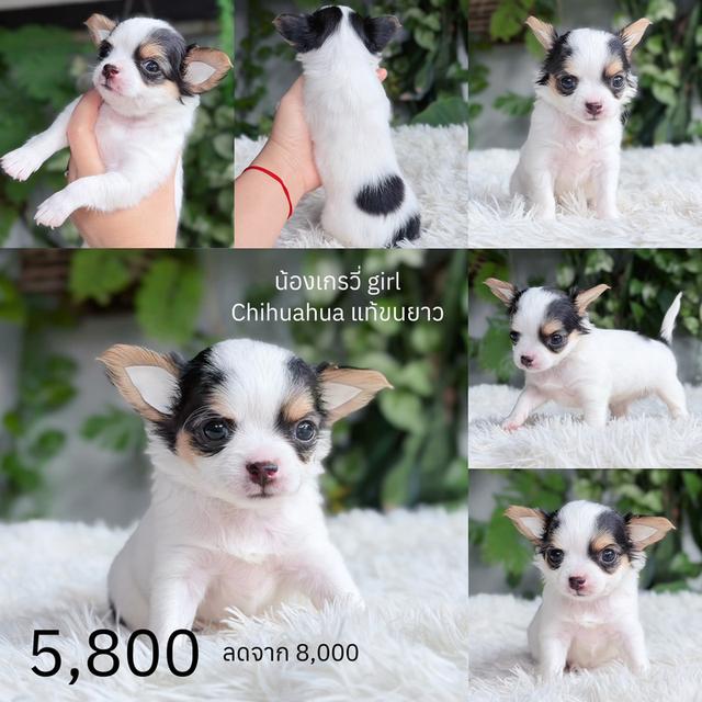 Chihuahuaขนยาวพันธุ์แท้ รูปที่ 3