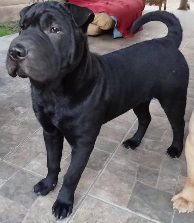 สุนัข Shar Pei สีดำ