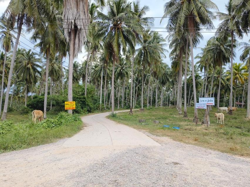 ขายที่ดินสวย ทำเลดี ติดคลองอ่างทอง ใกล้ชายทะเลทับสะแก ประจวบคีรีขันธ์ 4