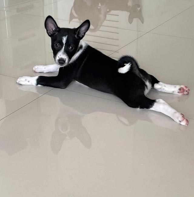 ลูกสุนัข Basenji 4