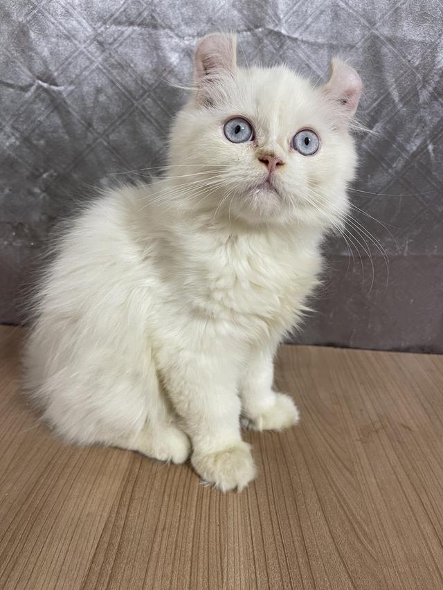 คนขายเลี้ยงเองครับ น้องแมวพันธุ์ อเมริกันเคิร์ลผสมหิมาลายัน เพศชาย ( หูบิน ) ตาสีฟ้า พร้อมฉีดยา