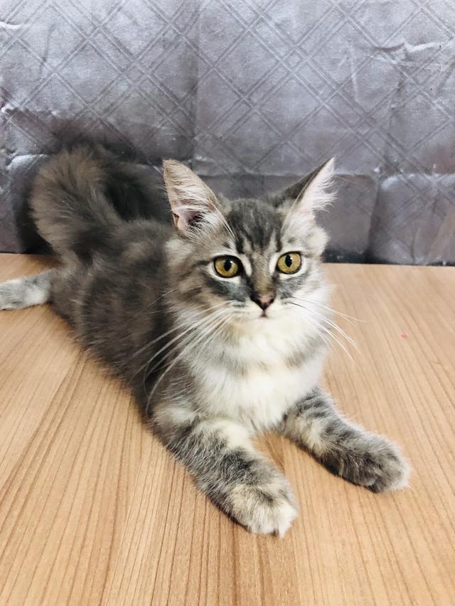 น้องแมวพันธุ์ หิมาลายันผสมชินชิล่า เพศหญิง