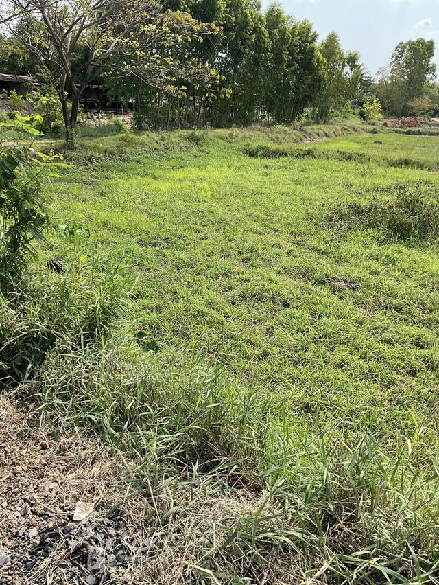 ขายที่ดิน 7 ไร่ ต.โบสถ์ อ.พิมาย จ.นครราชสีมา 8