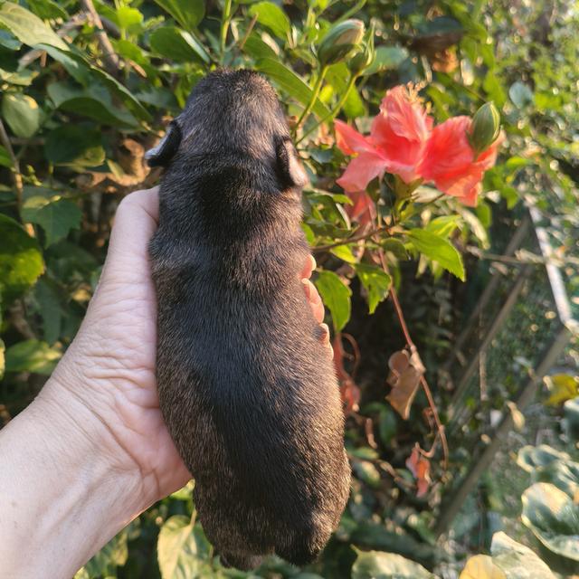 ลูกชเนาเซอร์ มีทุกสี รูปที่ 2