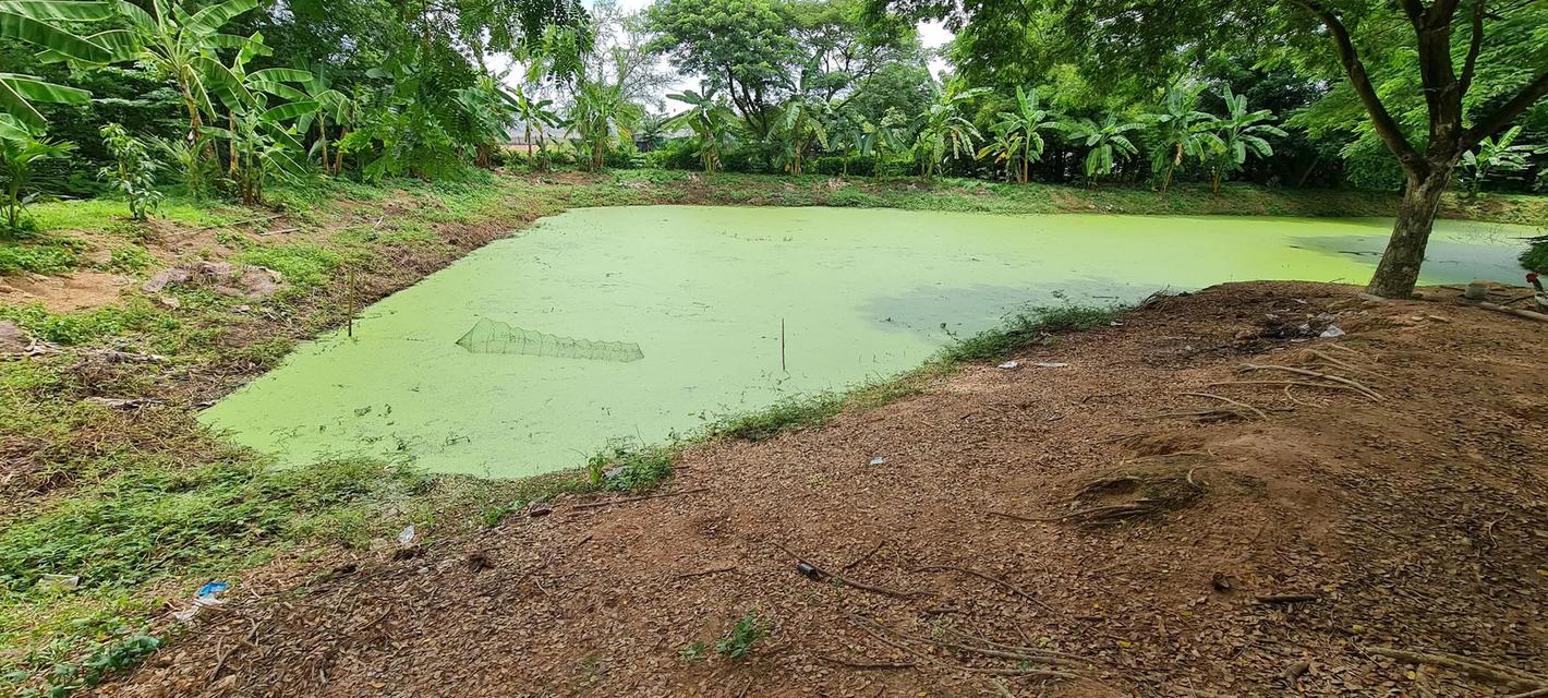 ต้องการขายที่ดิน จำนวน 15.1.58 จังหวัดราชบุรี อำเภอปากท่อ บรรยากาศดีใกล้แหล่งความเจริญ น้ำไฟพร้อม 3