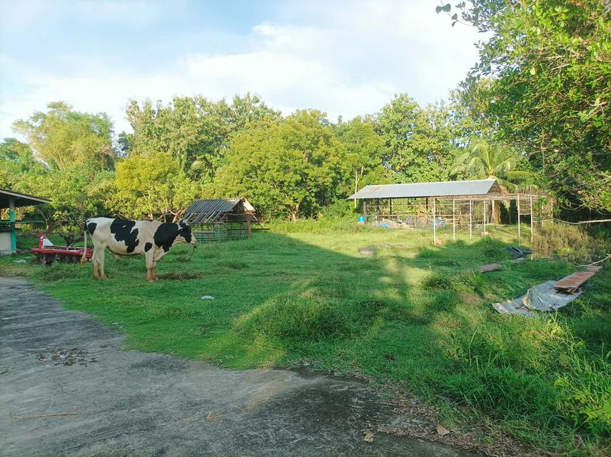 ขายที่ดิน(โรงงานเก่า) ต.แม่คือ อ.ดอยสะเก็ด จ.เชียงใหม่ 14