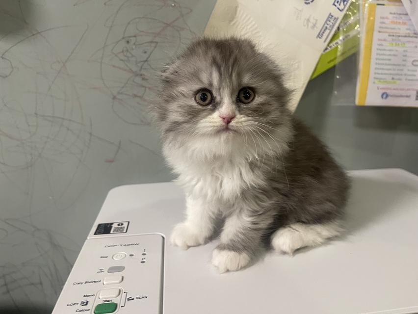 เปิดจองน้องใหม่(สก็อตติชโฟลด์ผสม)