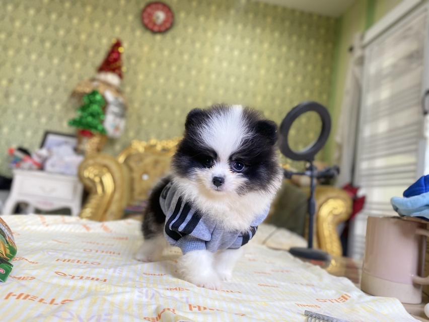 ปอมเมอเมอเรเนียรแท้ สุขภาพดี แข็งเเรง มาดูตัวจริงได้ 8