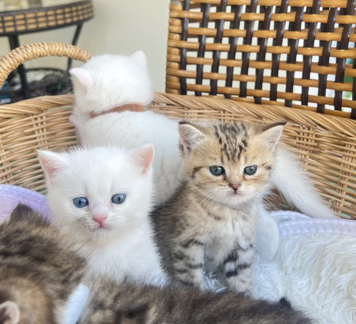 ❌️ดช.จุนโฮ (ได้บ้าน)