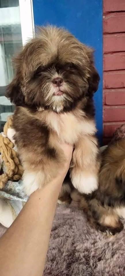 ลูกสุนัข Lhasa Apso 2