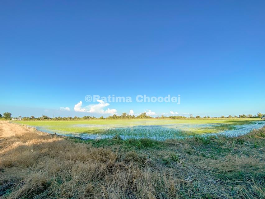 ขายที่ดินย่านบางน้ำเปรี้ยว 9 ไร่ 2 งาน 74 ตารางวา 5