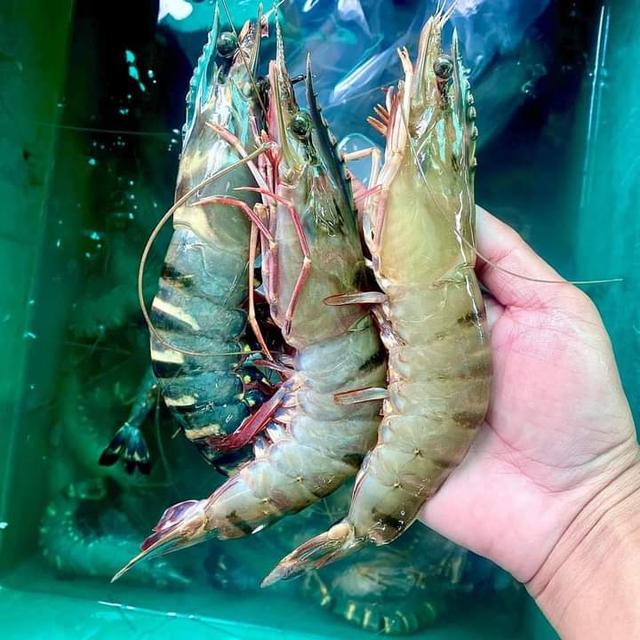 กุ้งลายเสือตัวใหญ่