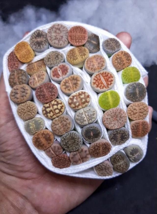 ขายต้นไม้ lithops 2