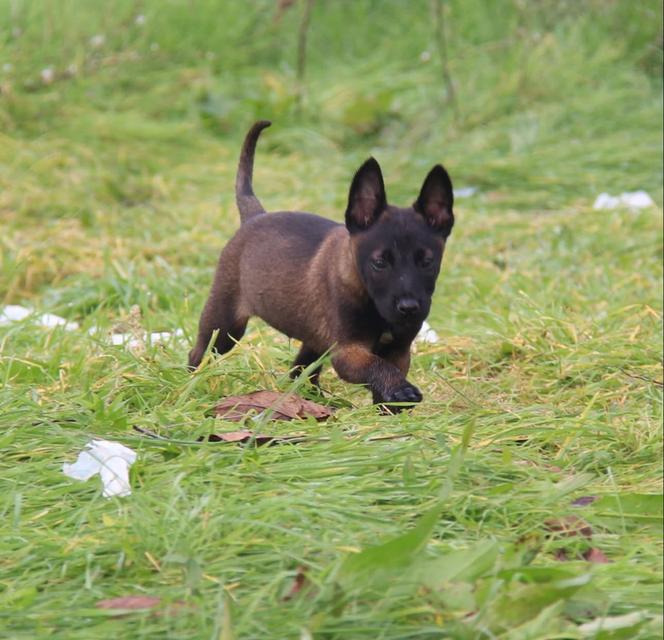 หาบ้านให้น้องหมา Belgian Malinois อายุ 3 เดือน 5