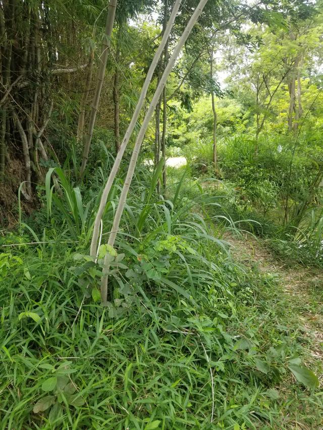 ที่ดินสระน้ำ 9