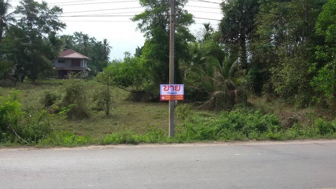 ขายที่ดินเปล่า : บ้านมะกรูด ต.มะกรูด อ.โคกโพธิ์ จ.ปัตตานี