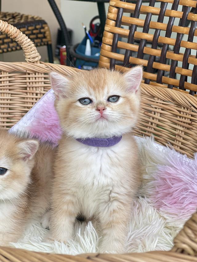 ดญ.พิชซ่า(บริติช)