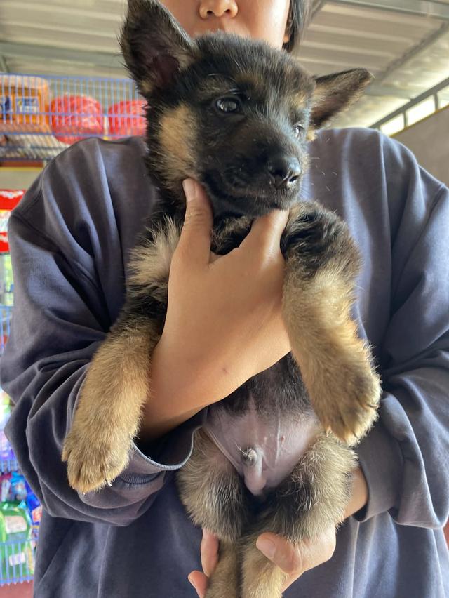 สุนัขเยอรมันเชพเพิร์ด