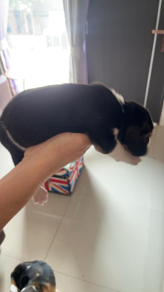 ลูกสุนัข บีเกิล