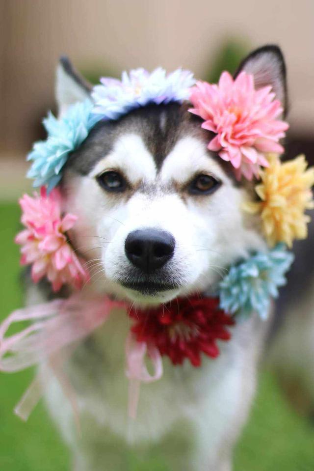ขาย​สุนัข​ไซบีเรียนติด​ดอกไม้​