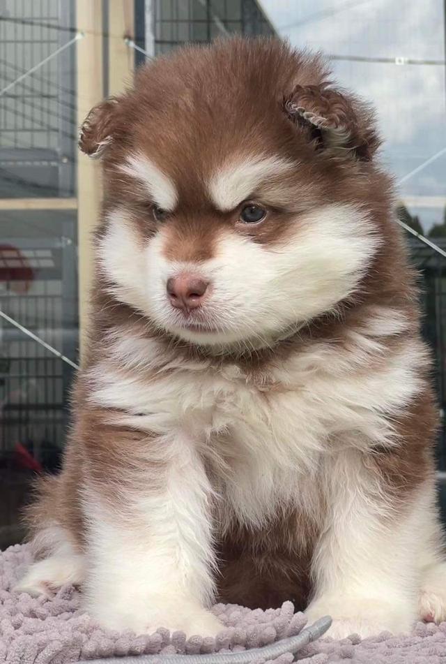 Alaskan Malamute แท้