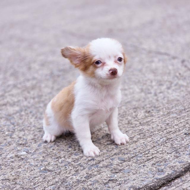 ชิวาวาแท้ขนยาว เพศเมีย พร้อมย้ายบ้าน 7