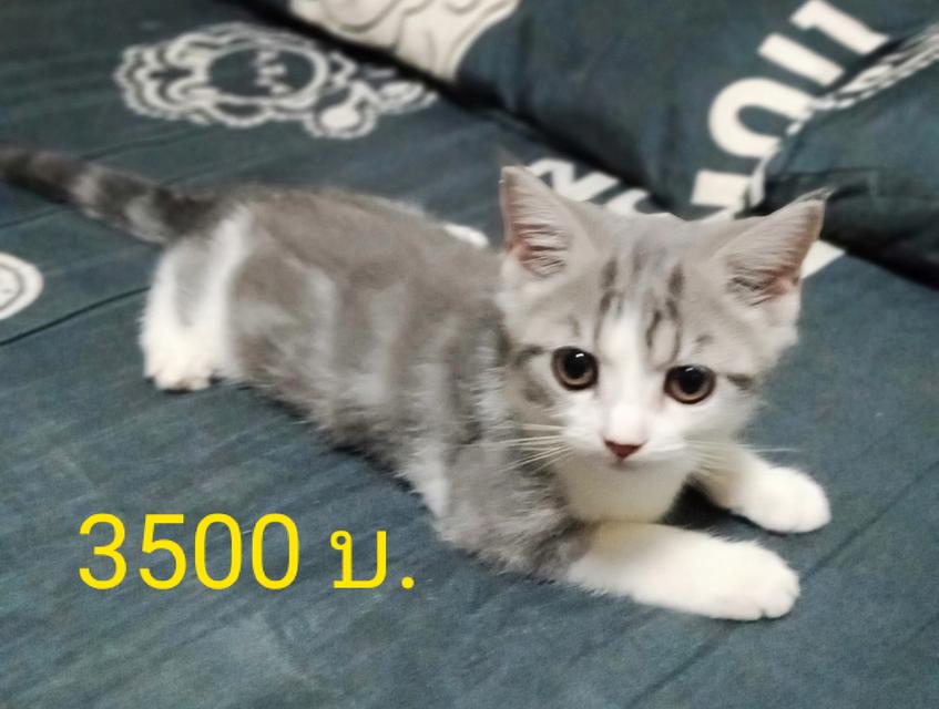 ลูกแมวพันธุ์ 3ตัว