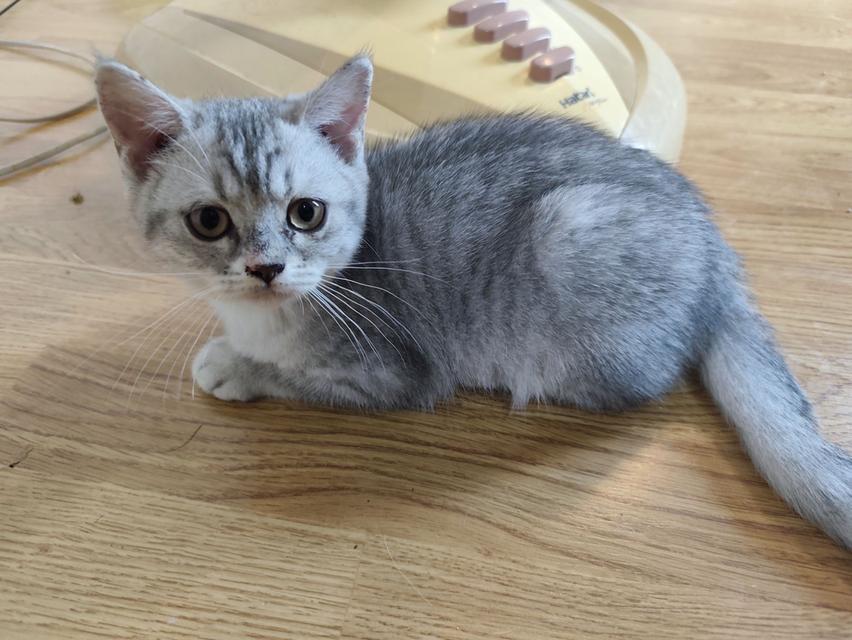 ลูกแมวสก็อตติสแท้ ผญ