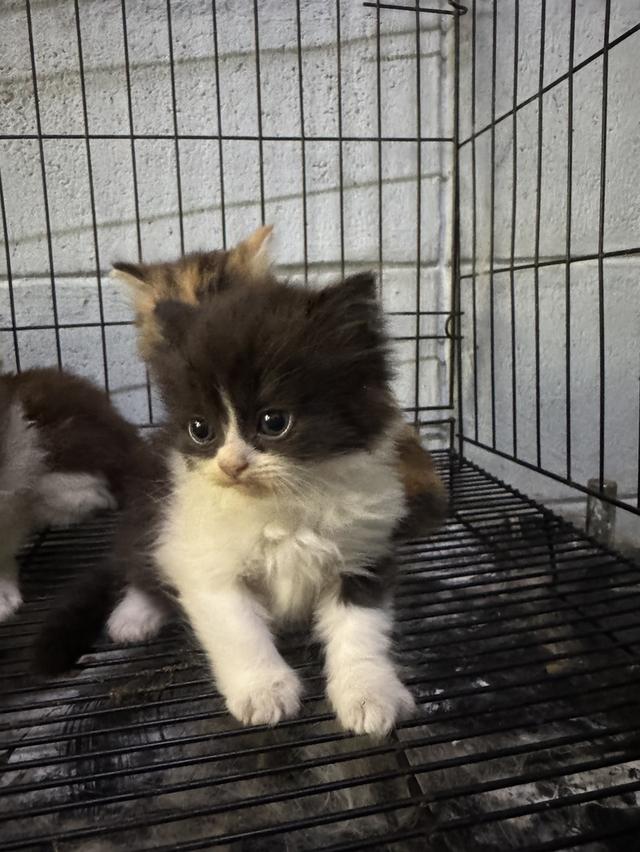 ขายเหมายกคอก 9 ตัวตัวละ2,000 รูปที่ 3