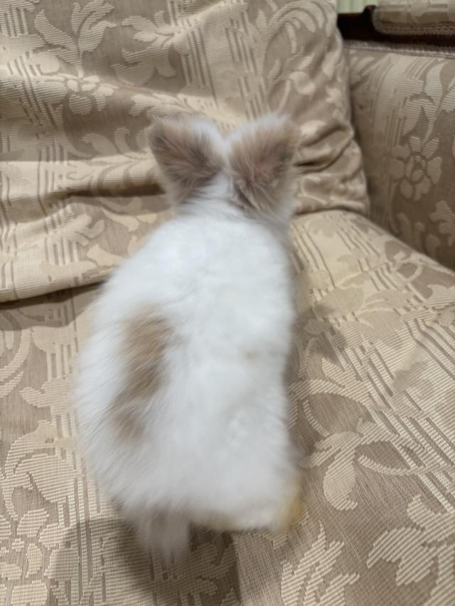 Teddy Bear Rabbit 10