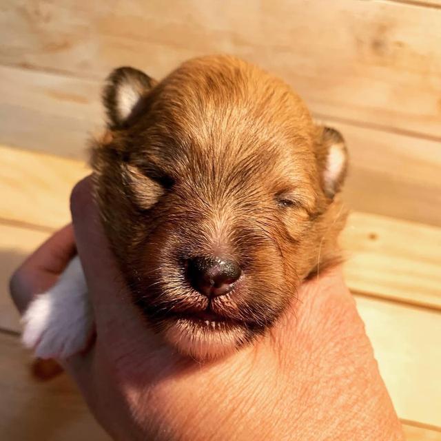 ลูกสุนัข Shetland Sheepdog สีน้ำตาล