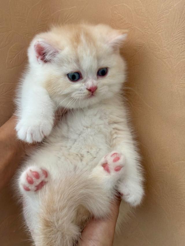 แมวบริติช British shorthair