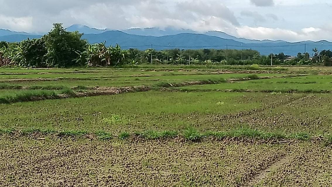 ขายที่ดินว่างเปล่า(ที่นาเกษตรกรรม) เนื้อที่ 12 ไร่   ตำบลดอนมูล อำเภอสูงเม่น จังหวัดแพร่ ติดถนน 3 ด้าน 7