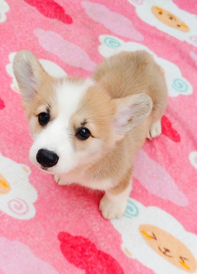 น้องคอร์กี้พร้อมย้ายบ้าน