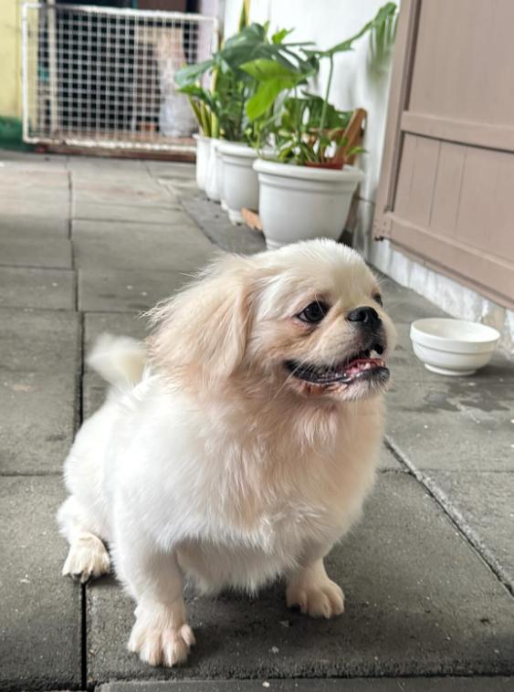 ขายลูกหมาน้อย Pekingese  7