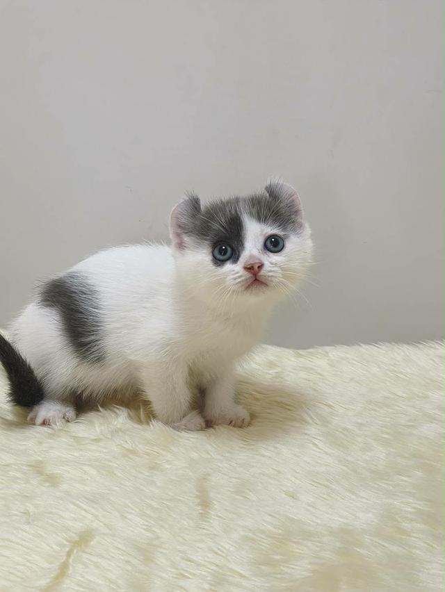 แมว อเมริกันเคิล น้องแมวหูบิน 19