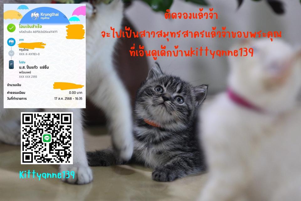 น้องแมวสลิดสก็อตติช